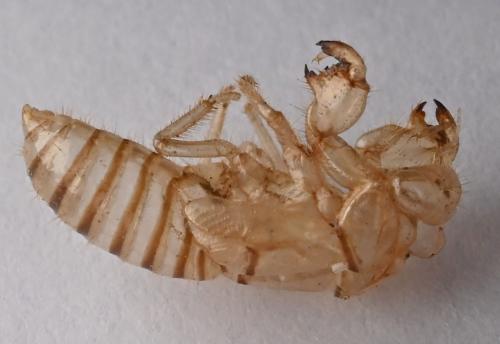 Tettigettula pygmea